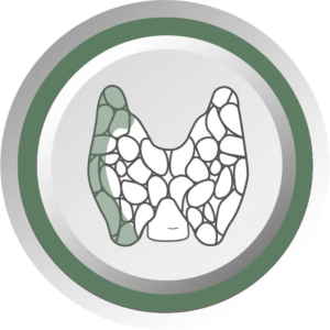 Appareil anatomique endocrinien par AKIVI