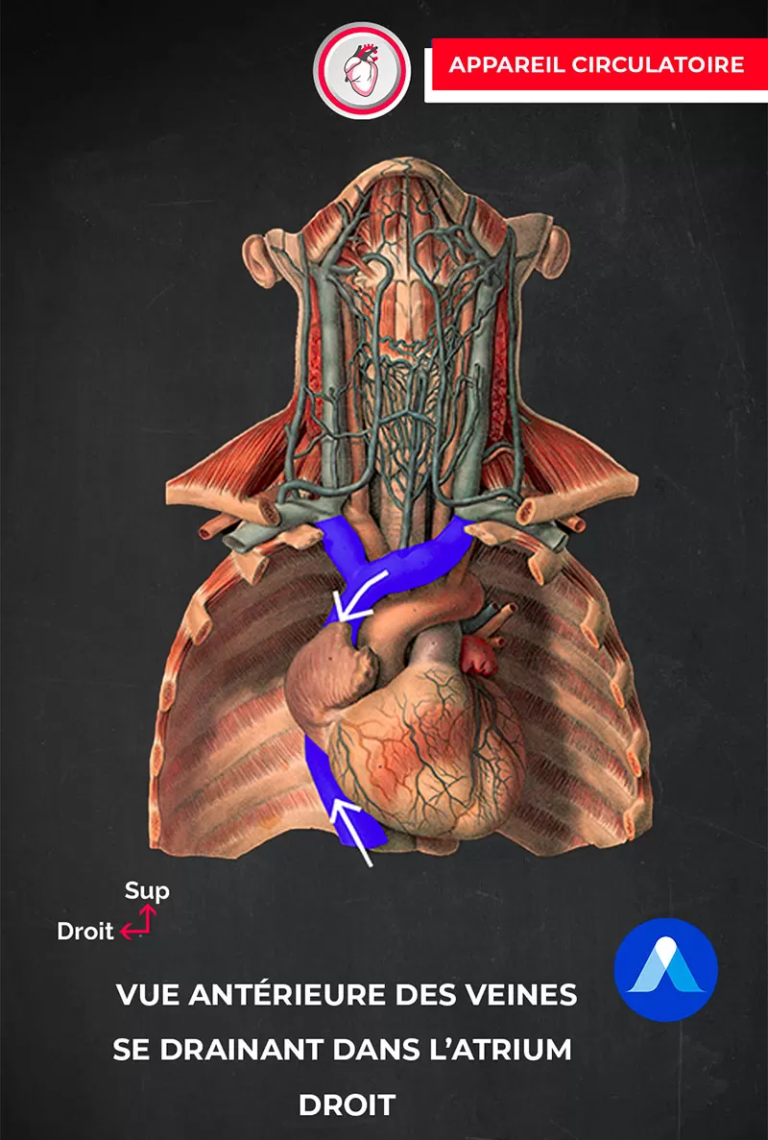 Cours d'anatomie avec vue de l'atrium droit