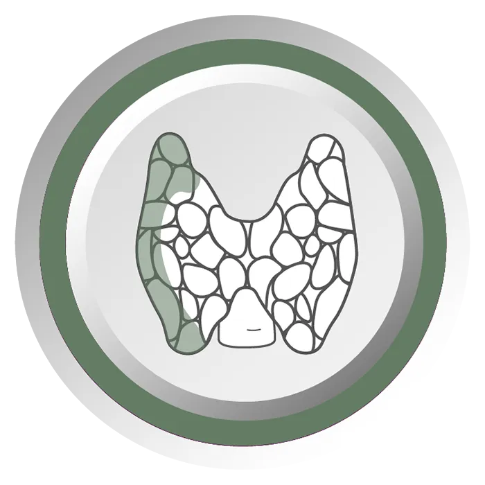 Logo AKIVI système endocrinien