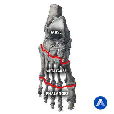Os de l'anatomie du pied chez l'homme et la femme