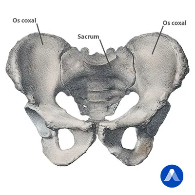 Os de la hanche humaine