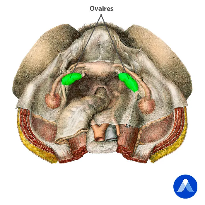 Anatomie des ovaires