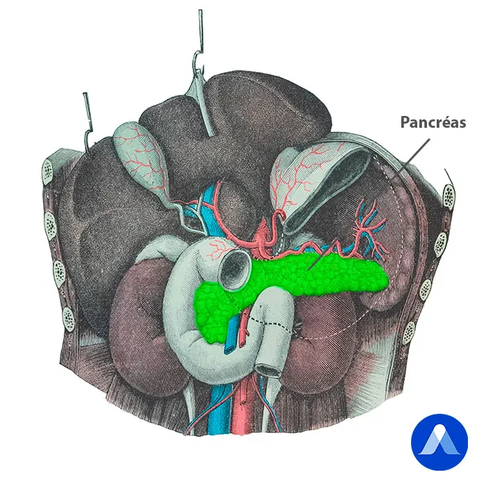 Anatomie du pancréas