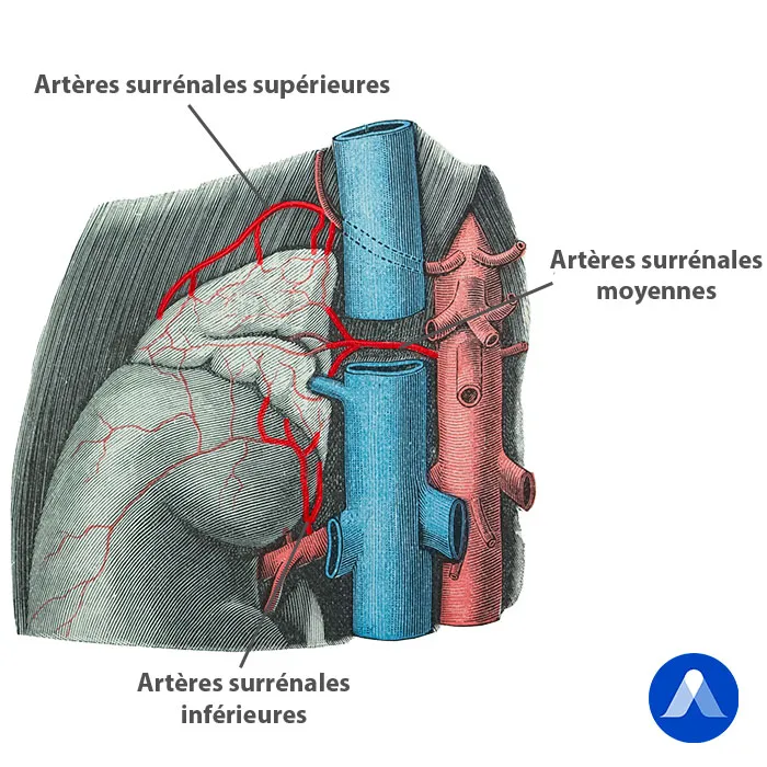 Artères surrénales