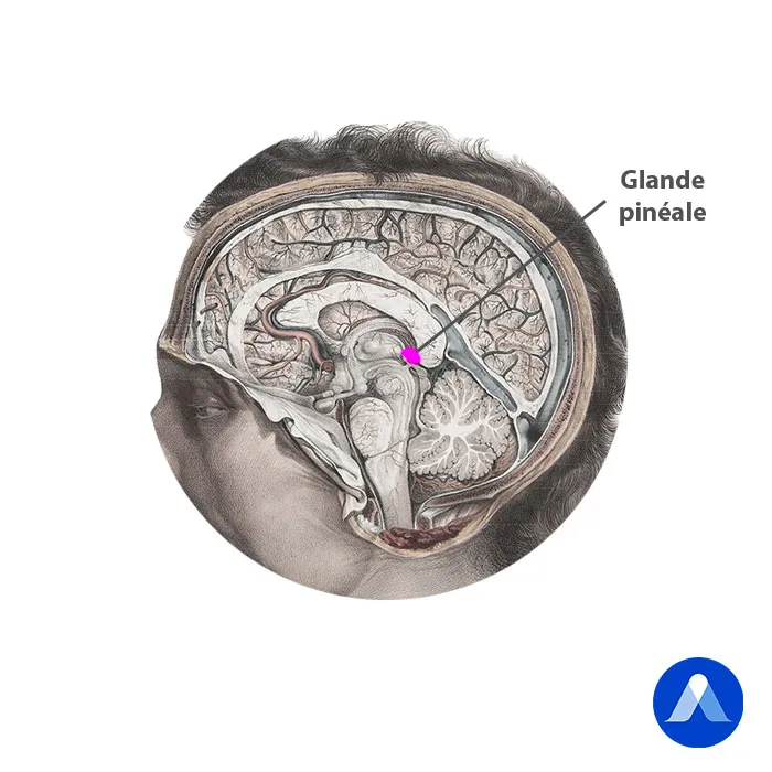 Glande pinéale ou épiphyse