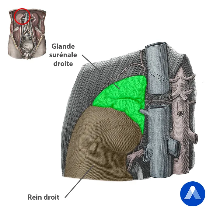 Glandes surrénales par AKIVI