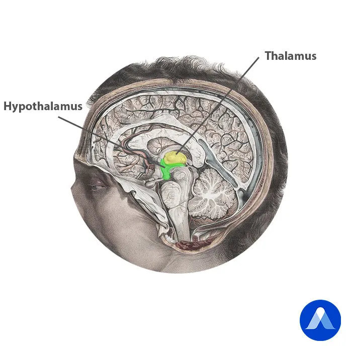 Hypothalamus et thalamus