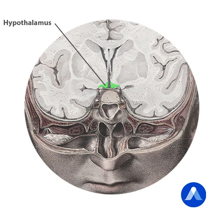 Hypothalamus chez l'homme
