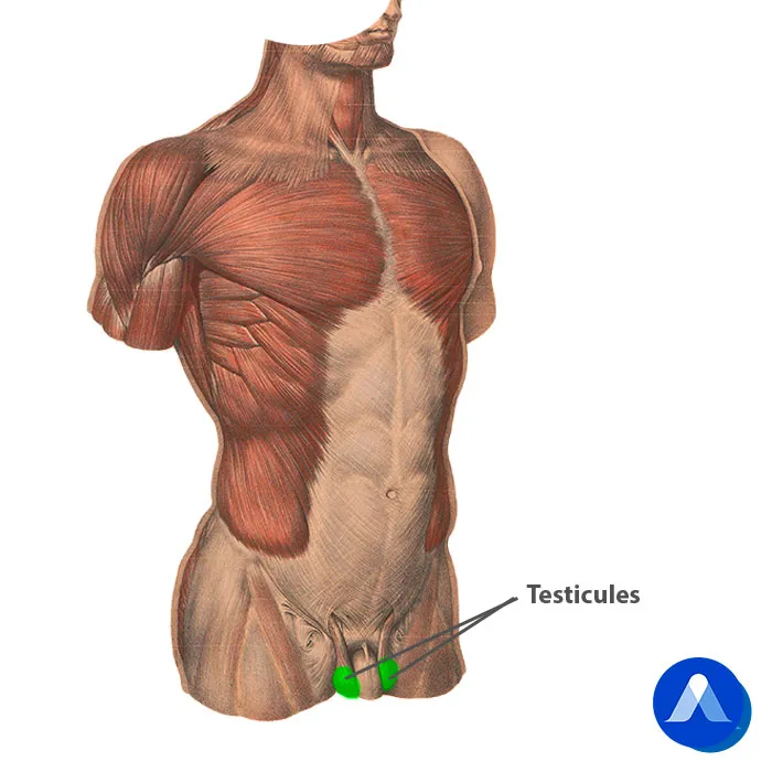 Anatomie des testicules de l'homme