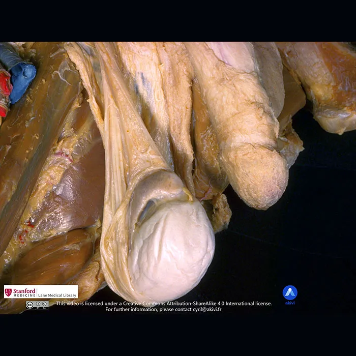 Image anatomique des testicules humaines