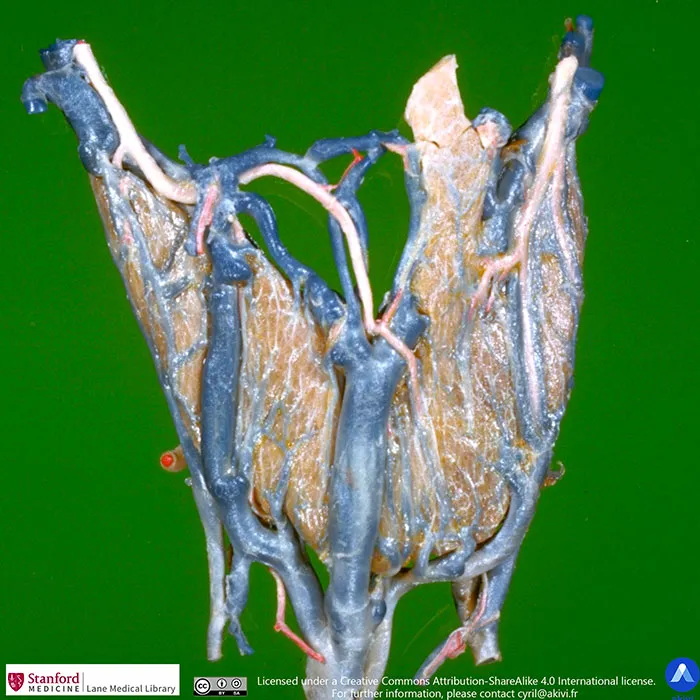 Image anatomique de la thyroïde