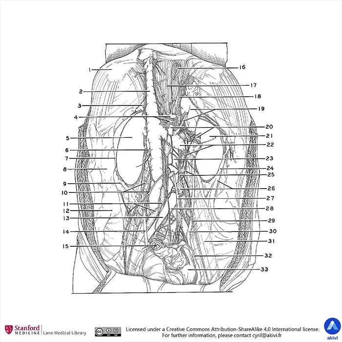 Schéma anatomique des glandes surrénales