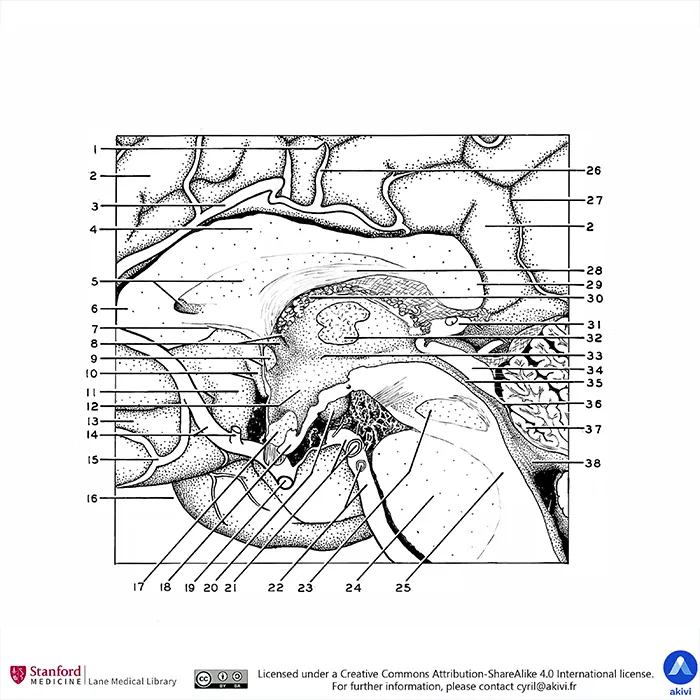 Schéma anatomique de l'hypothalamus