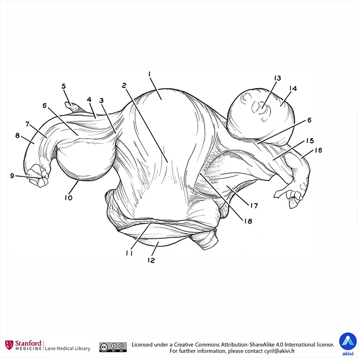 Schéma anatomique des ovaires