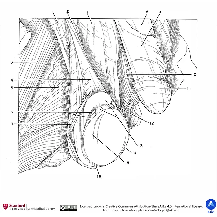 Schéma anatomique des testicules humaines