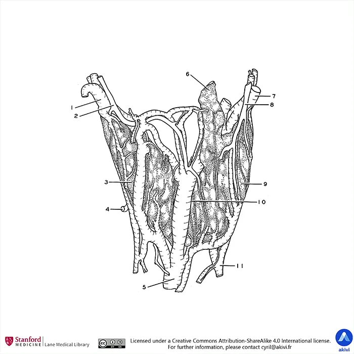 Schéma anatomique de la thyroïde