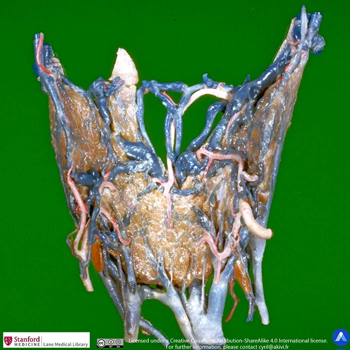 Image anatomique des glandes parathyroïdes